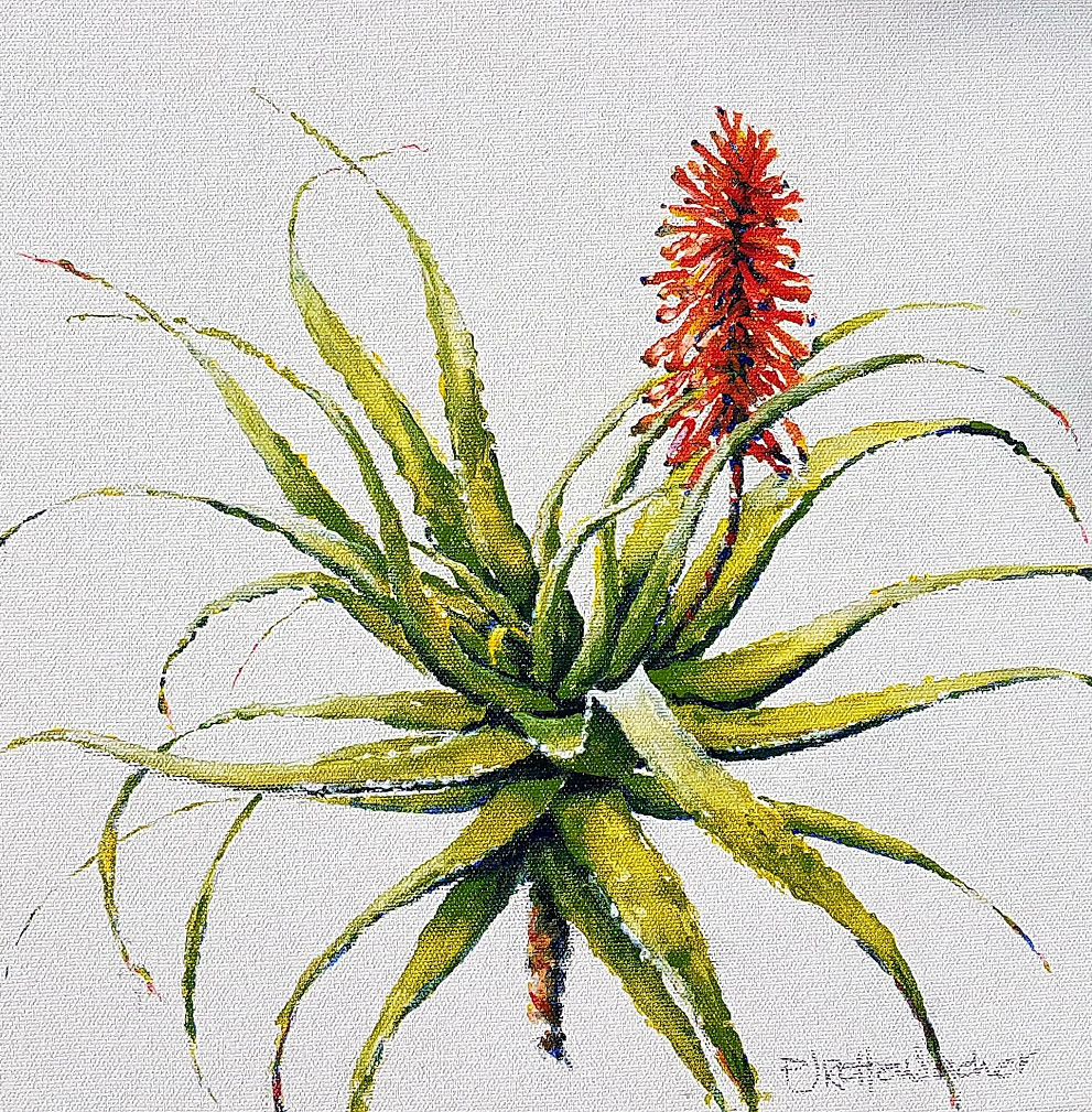 White Aloe 1